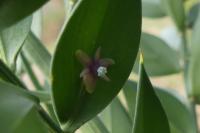 Ruscus aculeatus