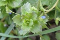 Veronica persica
