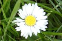Bellis perennis