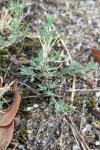 Polycnemum arvense