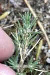 Polycnemum arvense