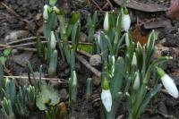 Galanthus nivalis