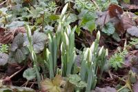 Galanthus nivalis