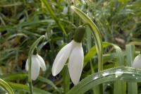 Galanthus nivalis
