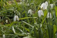 Galanthus nivalis