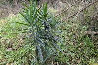 Euphorbia lathyris