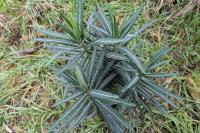 Euphorbia lathyris