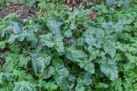 Arum italicum