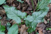 Arum italicum