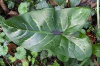 Arum maculatum