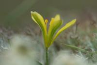Gagea bohemica