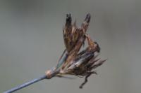Atocion armeria