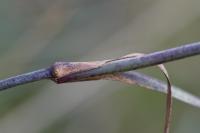 Atocion armeria