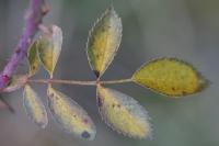 Rosa agrestis