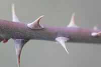 Rosa agrestis