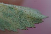 Rosa agrestis