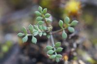 Hornungia petraea
