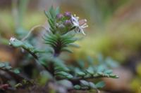 Hornungia petraea
