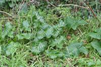 Arum italicum