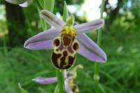 Ophrys apifera