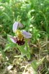 Ophrys apifera