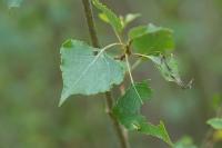 Populus