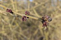 Fraxinus excelsior