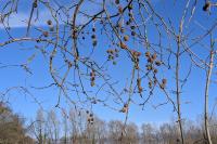 Platanus x hispanica