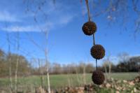 Platanus x hispanica