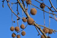 Platanus x hispanica