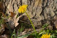 Taraxacum