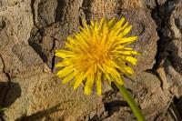 Taraxacum