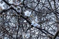 Prunus spinosa
