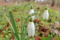 Galanthus nivalis