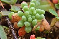 Sedum rubens