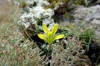 Gagea bohemica