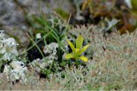 Gagea bohemica