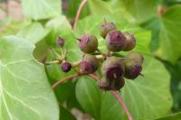 Hedera helix