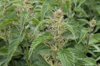 Urtica dioica
