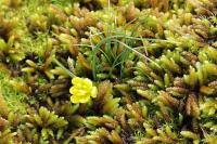 Gagea bohemica