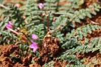 Erodium cicutarium