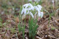 Galanthus nivalis