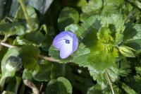 Veronica persica