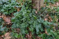 Arum italicum