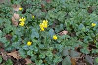 Ficaria verna
