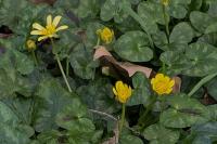 Ficaria verna