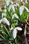 Galanthus nivalis