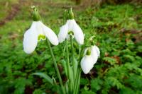 Galanthus nivalis