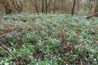 Galanthus nivalis