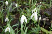 Galanthus nivalis